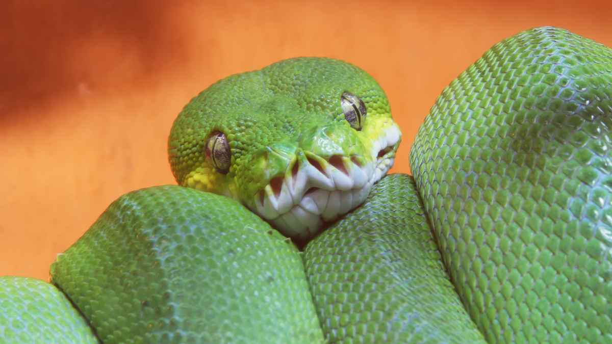 green tree python curled up