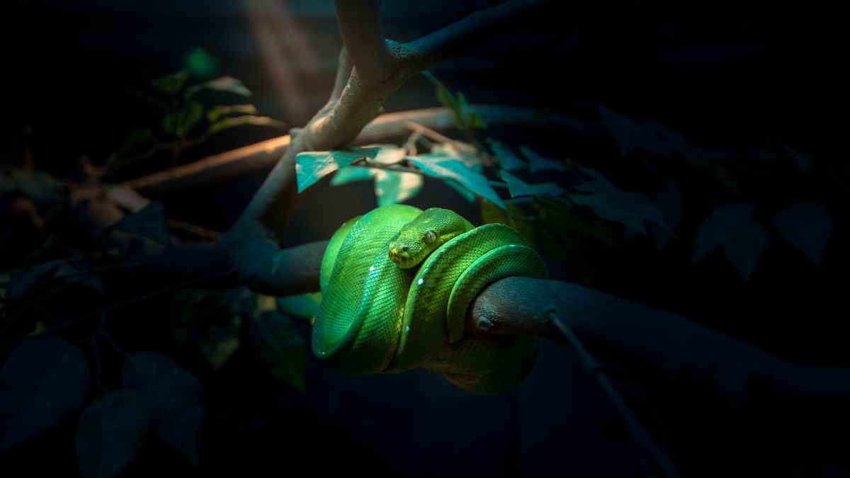 green tree python in focus
