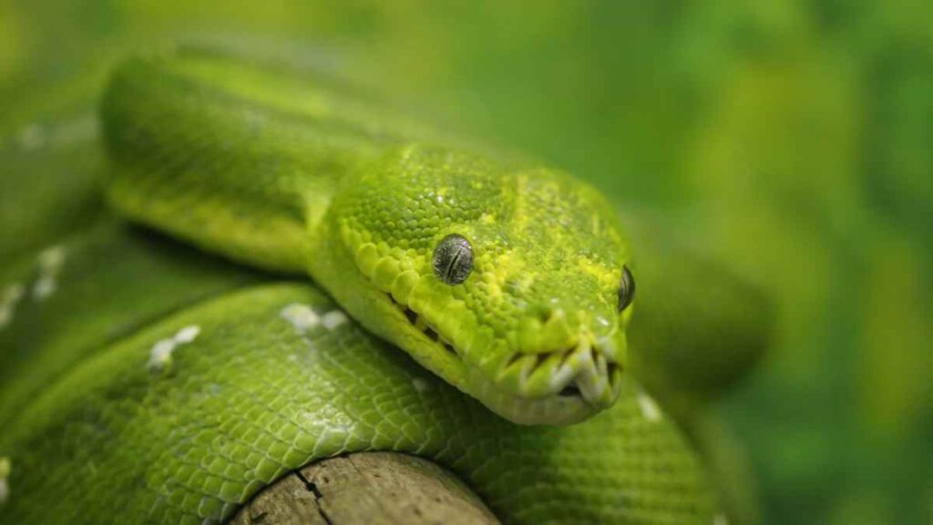 green tree python looking at camera
