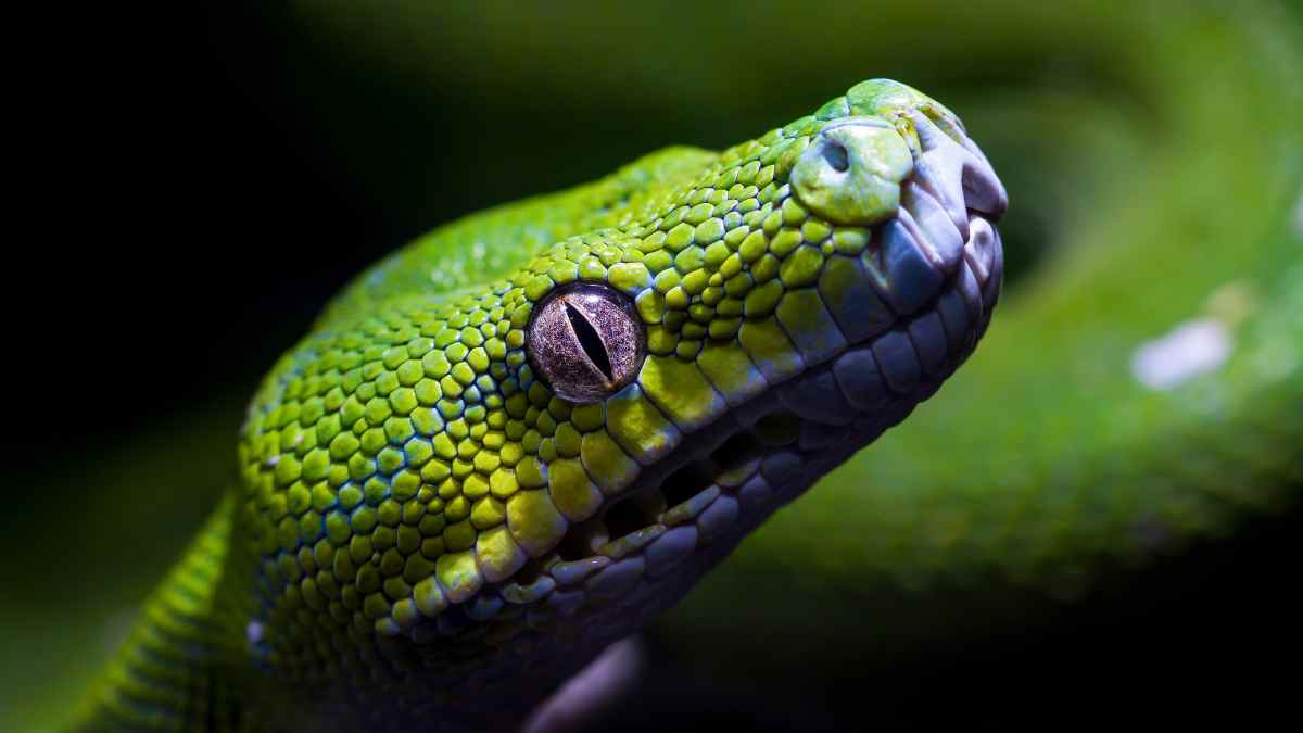green tree python names