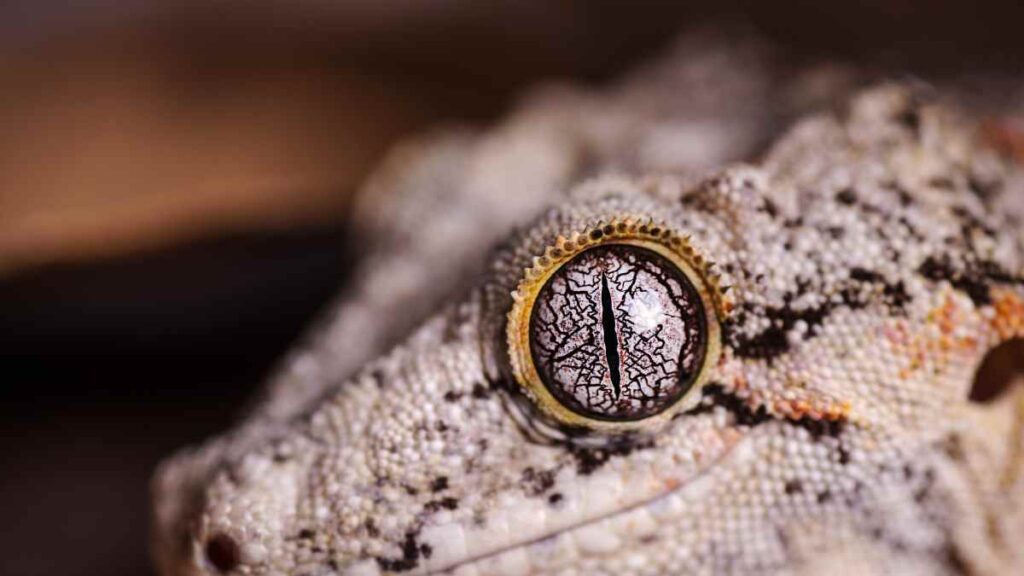 gargoyle gecko eye