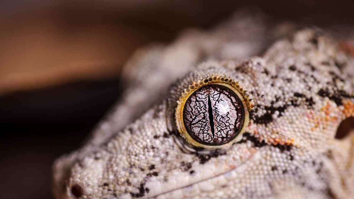 gargoyle gecko eye