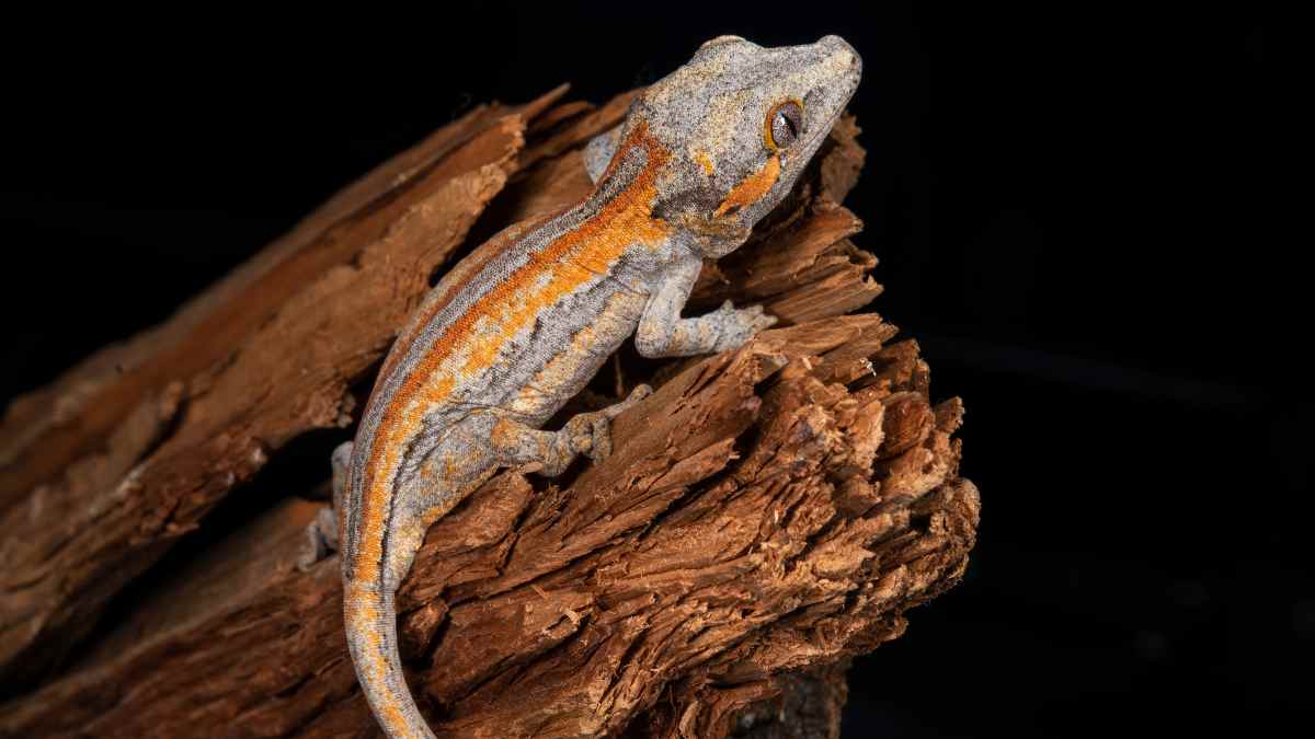gargoyle gecko names