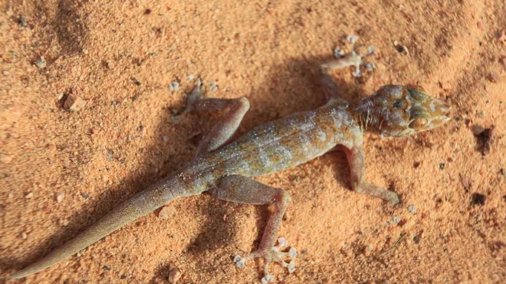 gargoyle gecko on sand
