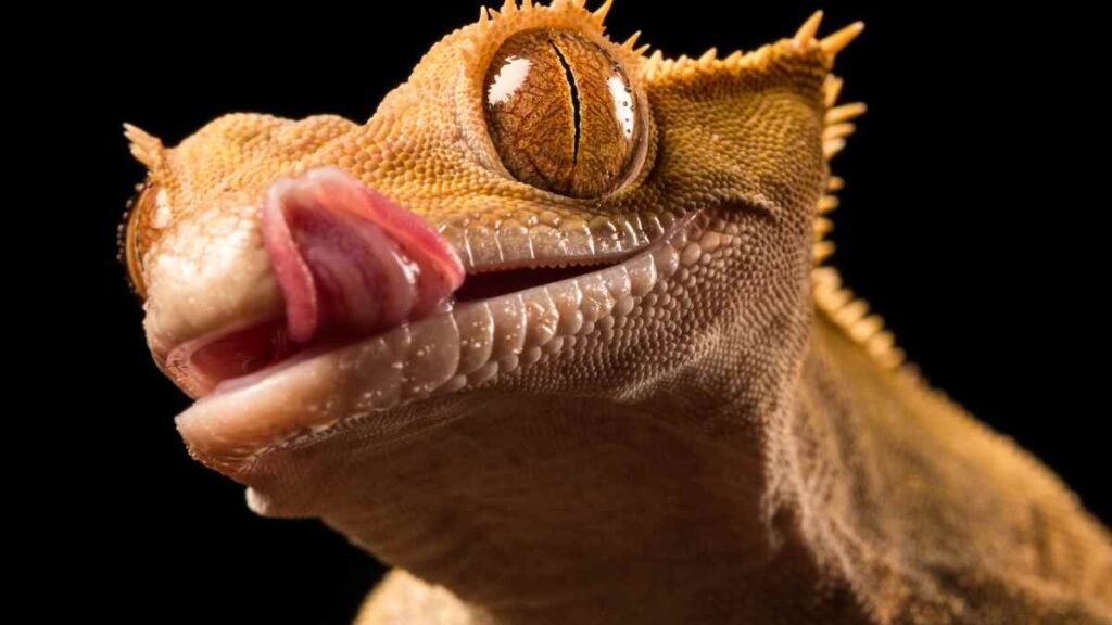 Crested Gecko tongue