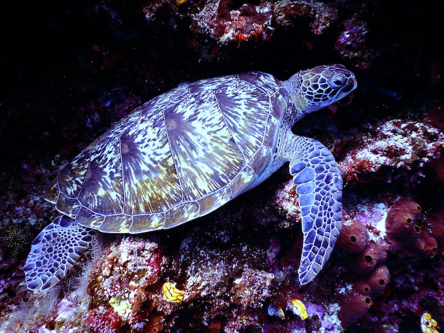 Endangered reptiles image, showing Leatherback Sea Turtle, Aruba Island Rattlesnake, Saint Croix ground lizard, and Blunt-nosed leopard lizard.